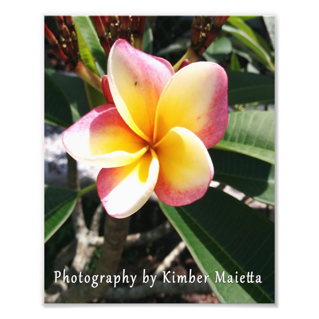 8x10 print- Pink and yellow plumeria Photo Print (Front)