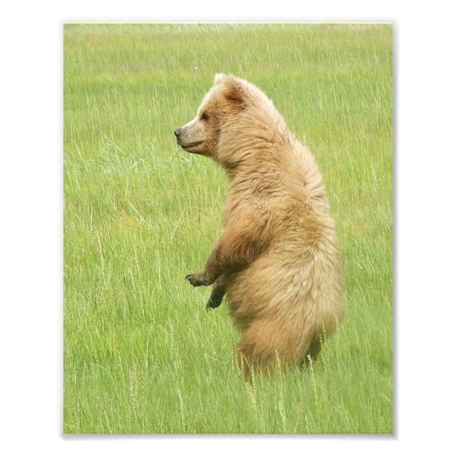 8x10 Satin photo of grizzly bear  cub (Front)