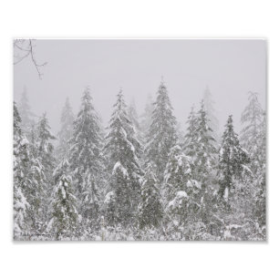 8X10 Snow's Falling on Fir Trees Photo Print