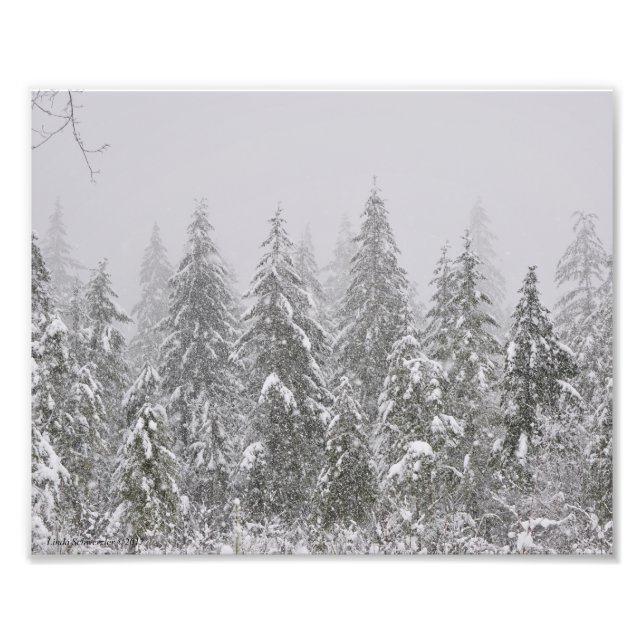 8X10 Snow's Falling on Fir Trees Photo Print (Front)