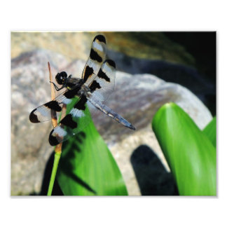 8x10 Zebra Dragonfly Photo Print