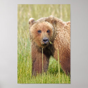 8x12 Poster Paper (Matte) of grizzly bear