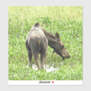 8x8 Vinyl Sticker of moose