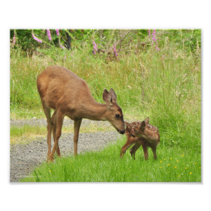 8Xx10 Momma Deer Loves her Baby Photo Print