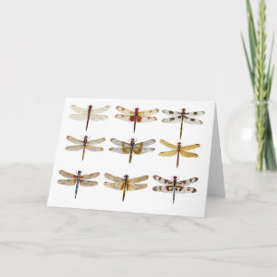 9 Dragonfly Species Card