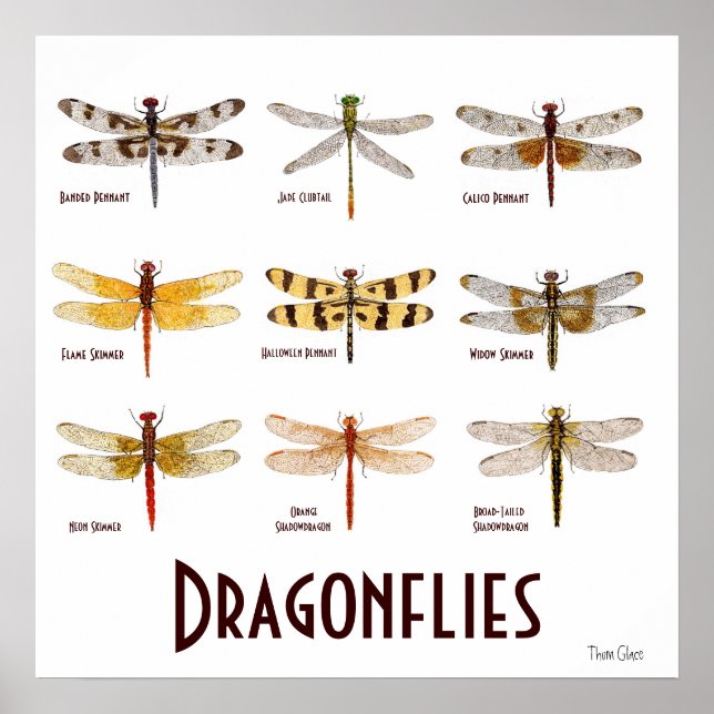 9 Dragonfly Species Poster (Front)