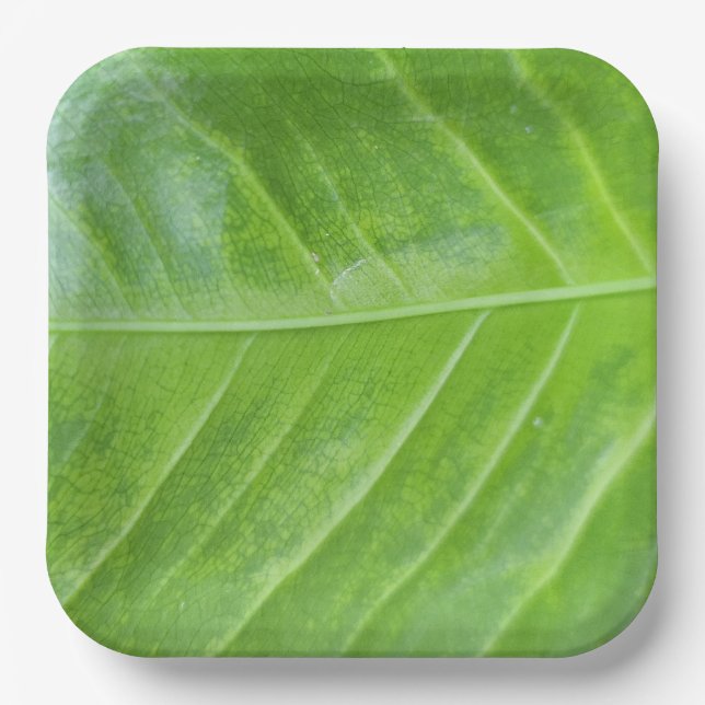 9-Inch Square Paper Plate with Enchanting Green  (Front)