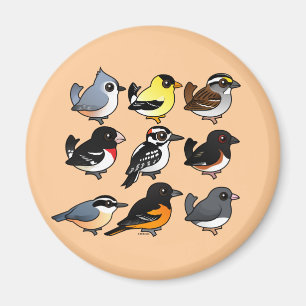 9 Northeast USA Backyard Birds Magnet