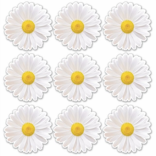 9 Shasta Daisy Flower Kiss-Cut Stickers (Front)