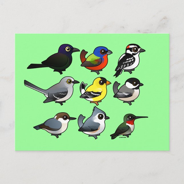 9 Southeast USA Backyard Birds Postcard (Front)