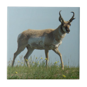 A10 Pronghorn Antelope and Yellow Wildflowers Ceramic Tile