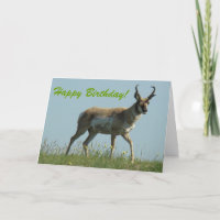 A10 Pronghorn Antelope Walking Threw Wildflowers
