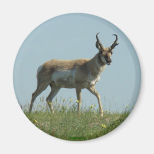 A10 Pronghorn Antelope Walking Threw Wildflowers Magnet