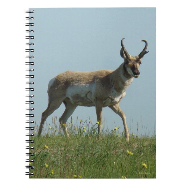 A10 Pronghorn Antelope Walking Threw Wildflowers Notebook (Front)