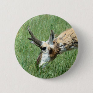A11 Pronghorn Antelope 6 Cm Round Badge