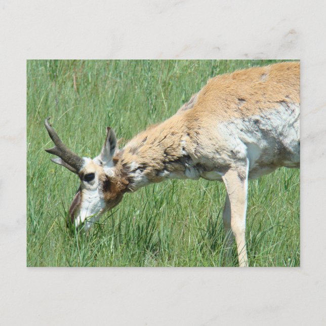 A11 Pronghorn Antelope Buck Grazing Postcard (Front)