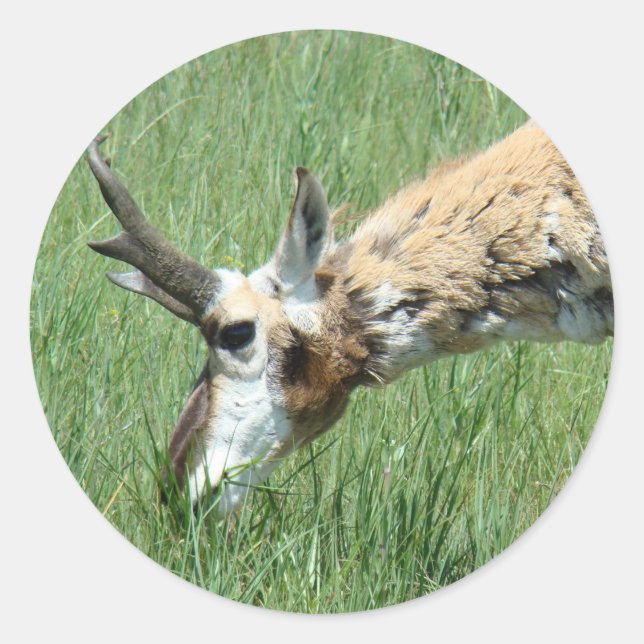 A11 Pronghorn Antelope Grazing Classic Round Sticker (Front)