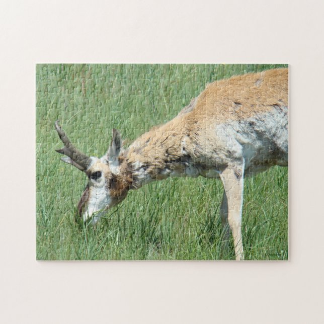 A11 Pronghorn Antelope Grazing Jigsaw Puzzle (Horizontal)