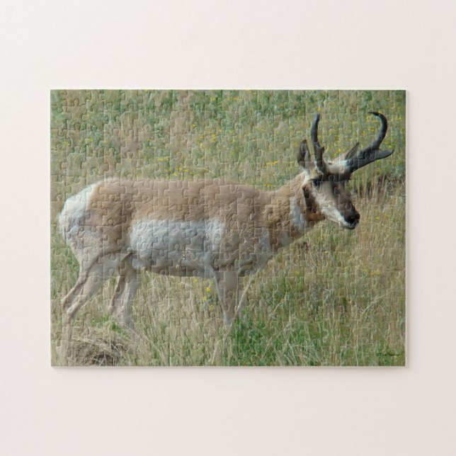 A12 Pronghorn Antelope Buck Jigsaw Puzzle (Horizontal)