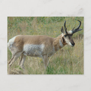A12 Pronghorn Antelope Buck Postcard
