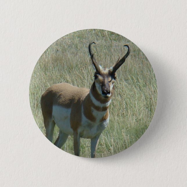 A13 Pronghorn Antelope 6 Cm Round Badge (Front)
