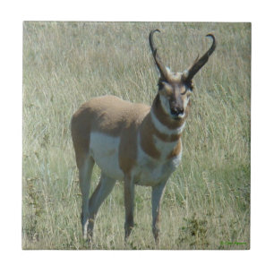 A13 Pronghorn Antelope Buck Ceramic Tile