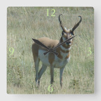 A13 Pronghorn Antelope Buck