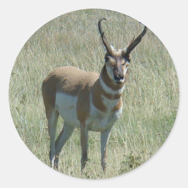 A13 Pronghorn Antelope Classic Round Sticker (Front)
