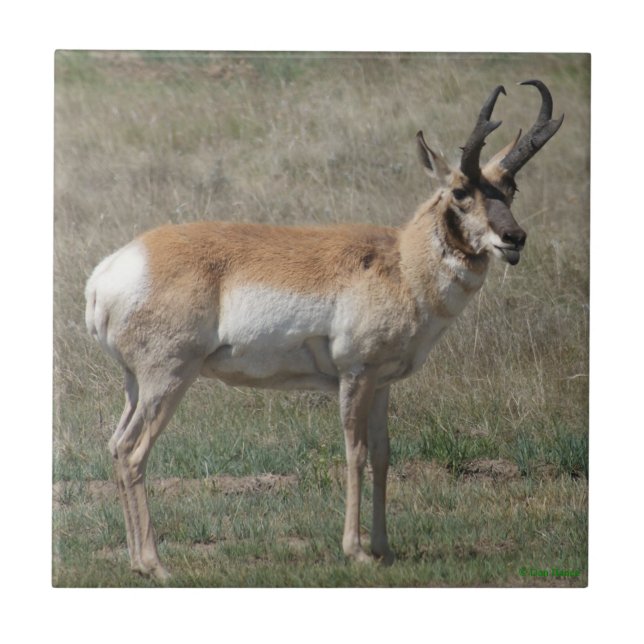 A15 Pronghorn Antelope Rude Buck Ceramic Tile (Front)