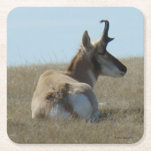 A16 Pronghorn Antelope Napping Buck Square Paper Coaster