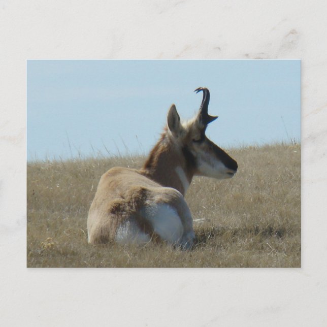 A16 Pronghorn Antelope Napping Postcard (Front)
