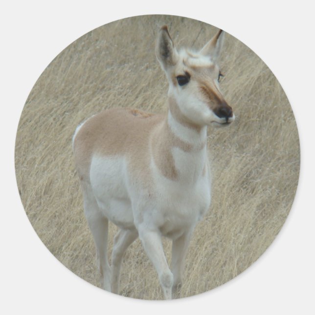 A17 Pronghorn Antelope Youngster Classic Round Sticker (Front)