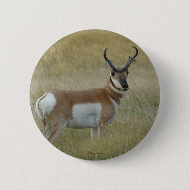 A1 Pronghorn Antelope 6 Cm Round Badge (Front)