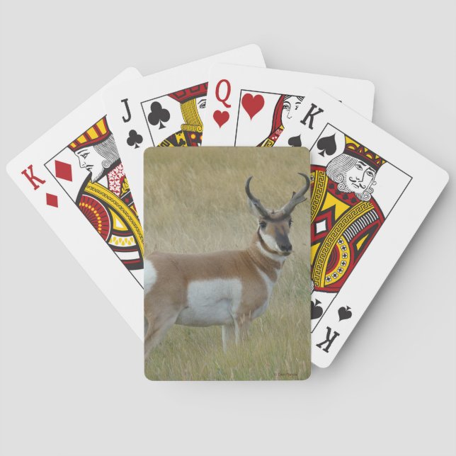 A1 Pronghorn Antelope Big Buck Playing Cards (Back)