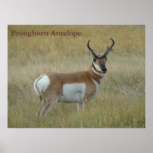 A1 Pronghorn Antelope Big Buck Poster (Front)