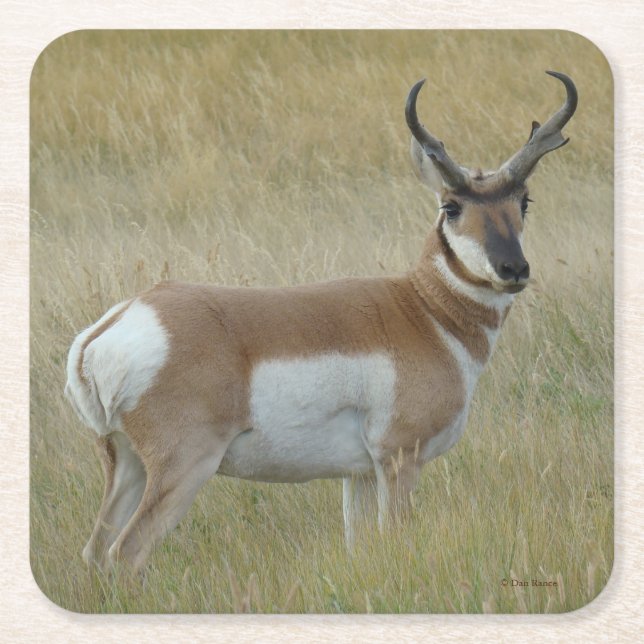 A1 Pronghorn Antelope Big Buck Square Paper Coaster (Front)