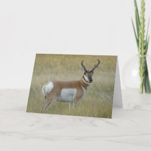 A1 Pronghorn Antelope Buck Card