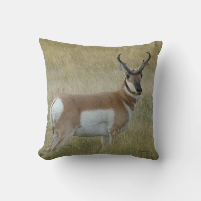 A1 Pronghorn Antelope Buck Cushion (Front)