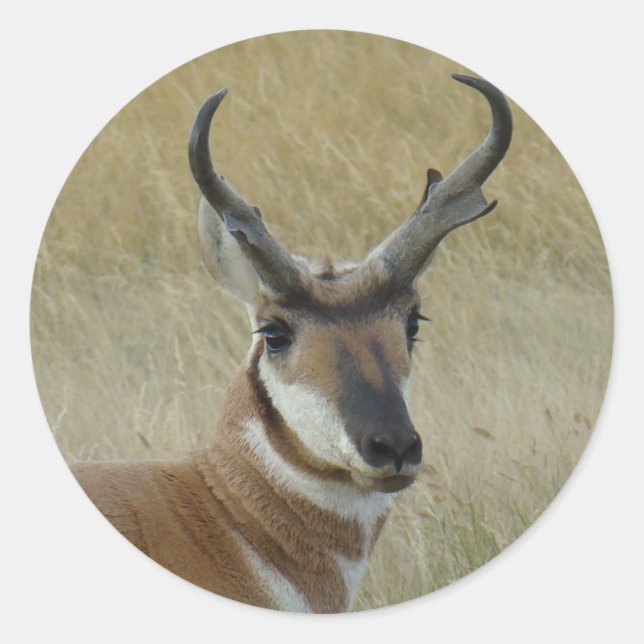 A21 Pronghorn Antelope Buck Head Shot Classic Round Sticker (Front)