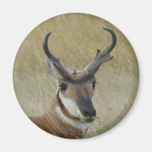 A21 Pronghorn Antelope Buck Head Shot Magnet