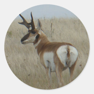A22 Pronghorn Antelope Buck Classic Round Sticker