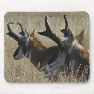A23 Pronghorn Antelope Young Bucks Head Shot Mouse Pad