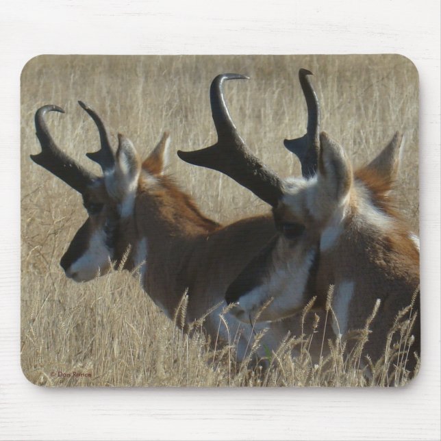 A23 Pronghorn Antelope Young Bucks Head Shot Mouse Pad (Front)