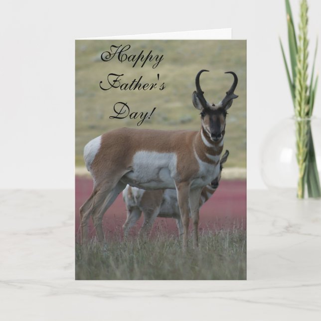 A24 Pronghorn Antelope Buck Card (Front)