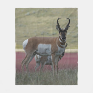 A24 Pronghorn Antelope Buck Fleece Blanket