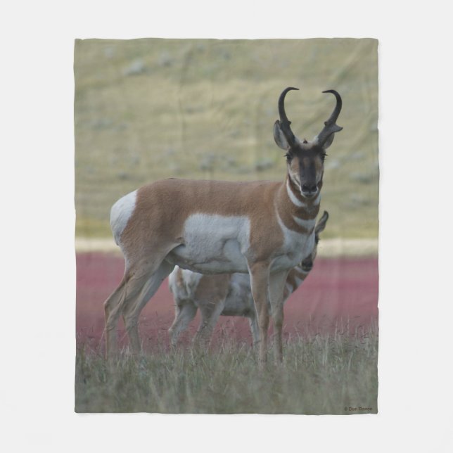A24 Pronghorn Antelope Buck Fleece Blanket (Front)