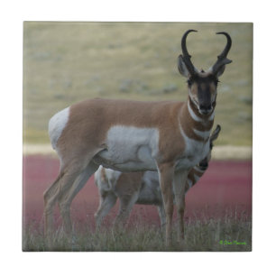 A24 Pronghorn Antelope Ceramic Tile