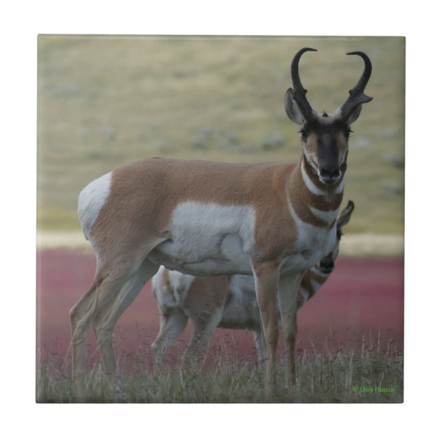 A24 Pronghorn Antelope Ceramic Tile (Front)