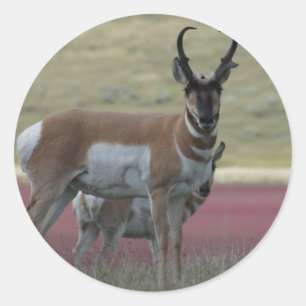 A24 Pronghorn Antelope Classic Round Sticker