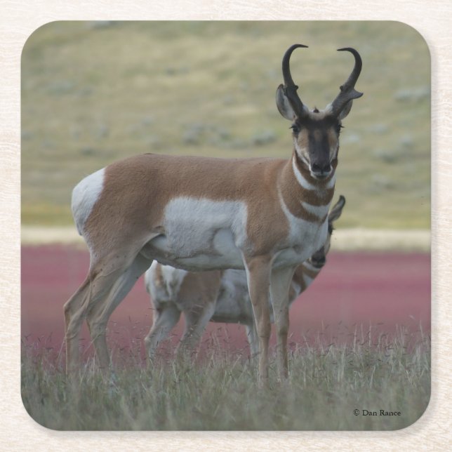 A24 Pronghorn Antelope Square Paper Coaster (Front)